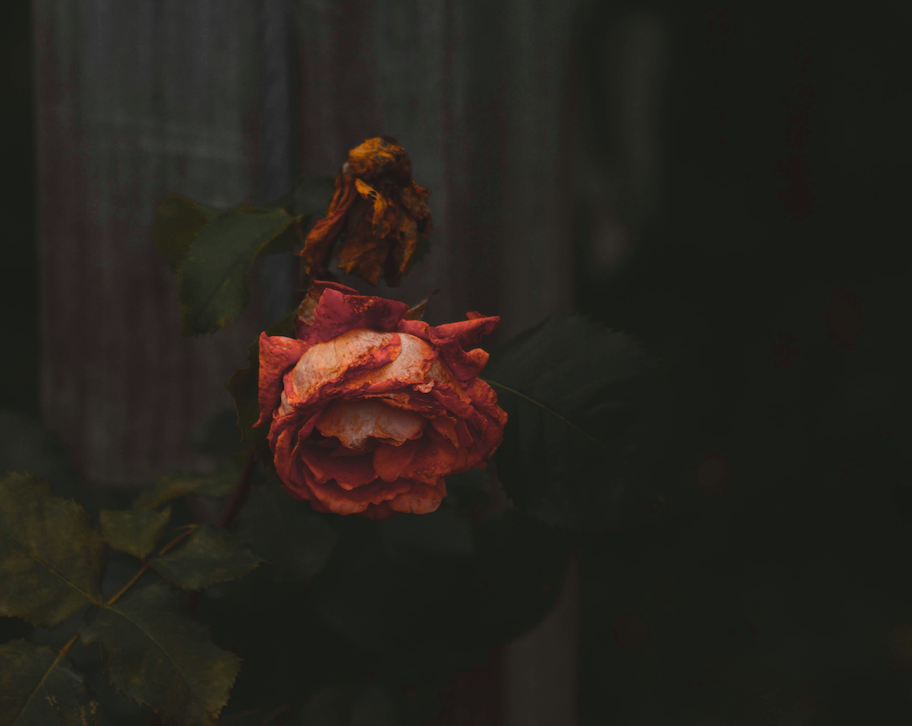 verwelkte Rose