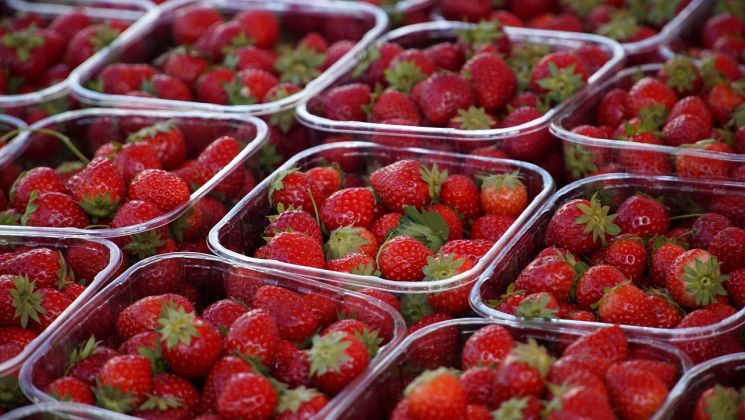 Eine Ansammlung von Erdbeeren, die in transparenten Behältern auf einem Markt oder Verkaufsstand präsentiert werden.