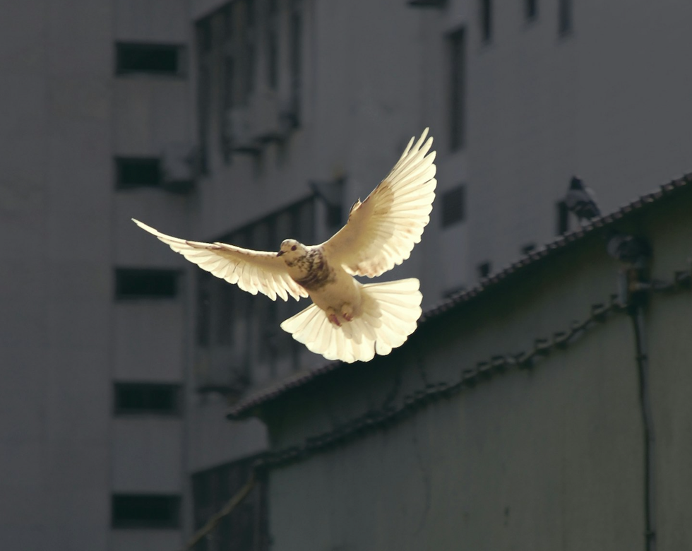 eine Taube fliegt in die Sonne